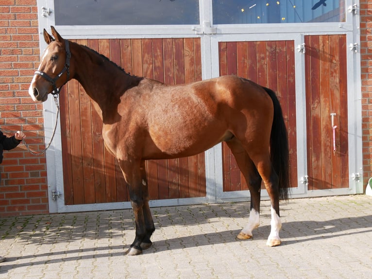 Koń westfalski Wałach 3 lat 164 cm Gniada in Dorsten