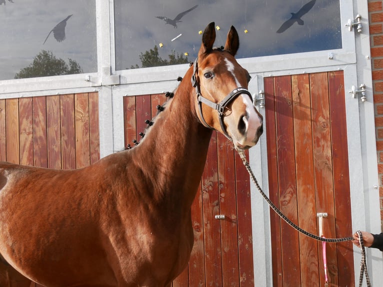 Koń westfalski Wałach 3 lat 164 cm Gniada in Dorsten