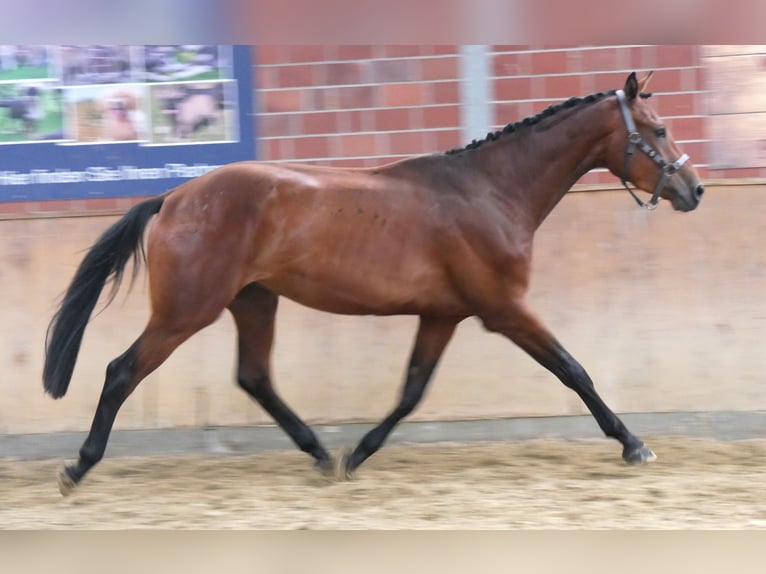 Koń westfalski Wałach 3 lat 164 cm Gniada in Dorsten