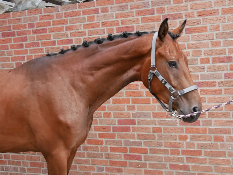 Koń westfalski Wałach 3 lat 164 cm Gniada in Dorsten