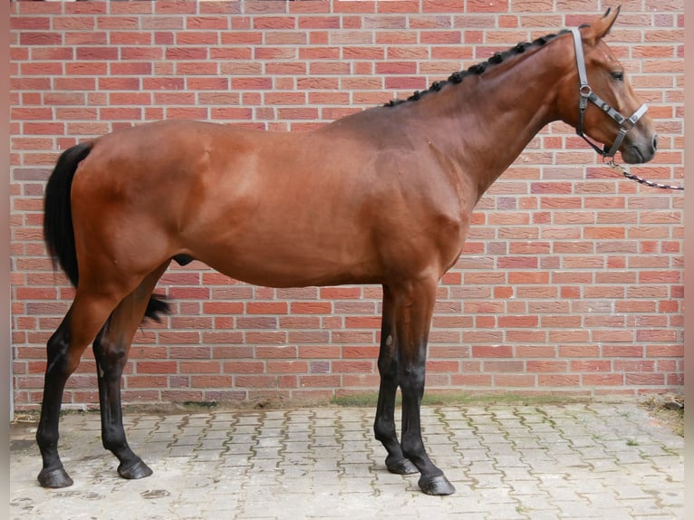 Koń westfalski Wałach 3 lat 164 cm Gniada in Dorsten