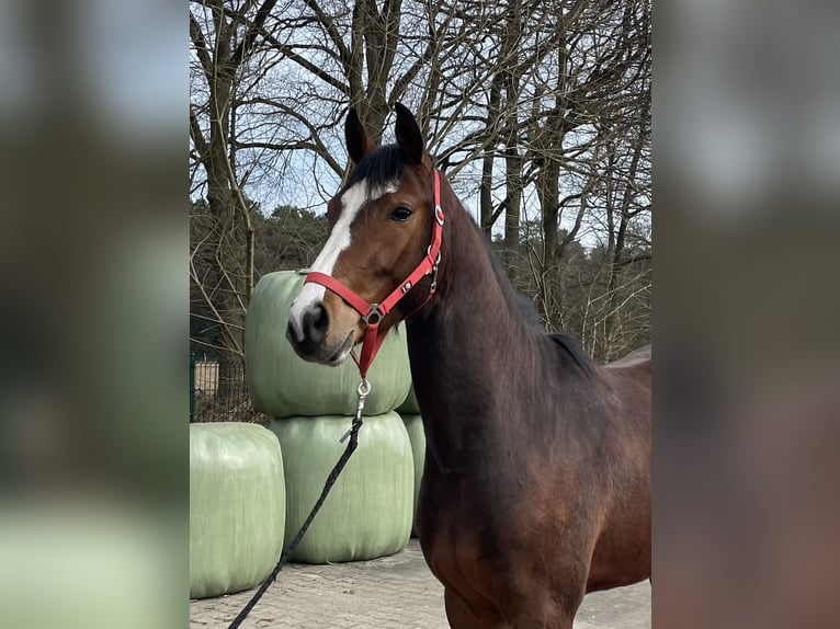 Koń westfalski Wałach 3 lat 164 cm Gniada in Verl