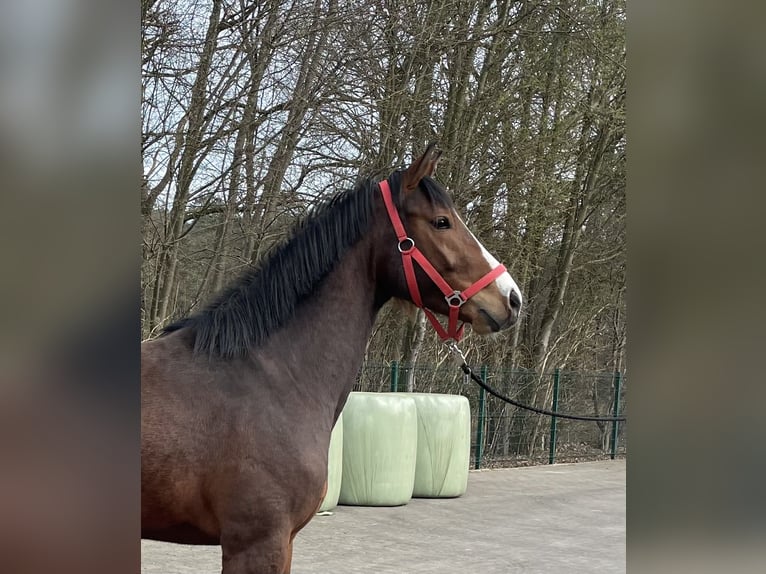 Koń westfalski Wałach 3 lat 164 cm Gniada in Verl