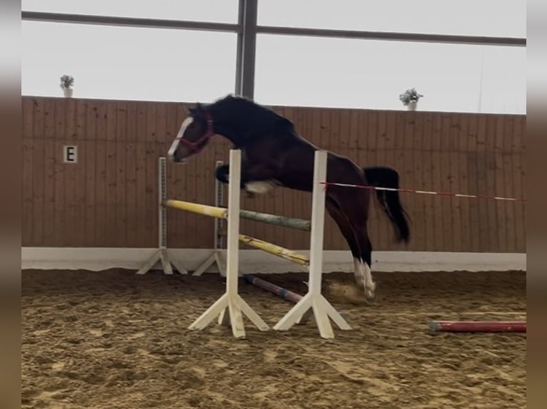 Koń westfalski Wałach 3 lat 164 cm Gniada in Verl