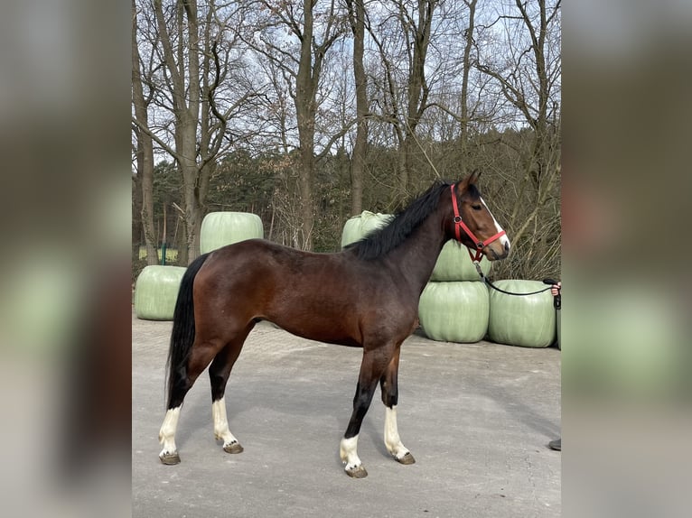 Koń westfalski Wałach 3 lat 164 cm Gniada in Verl