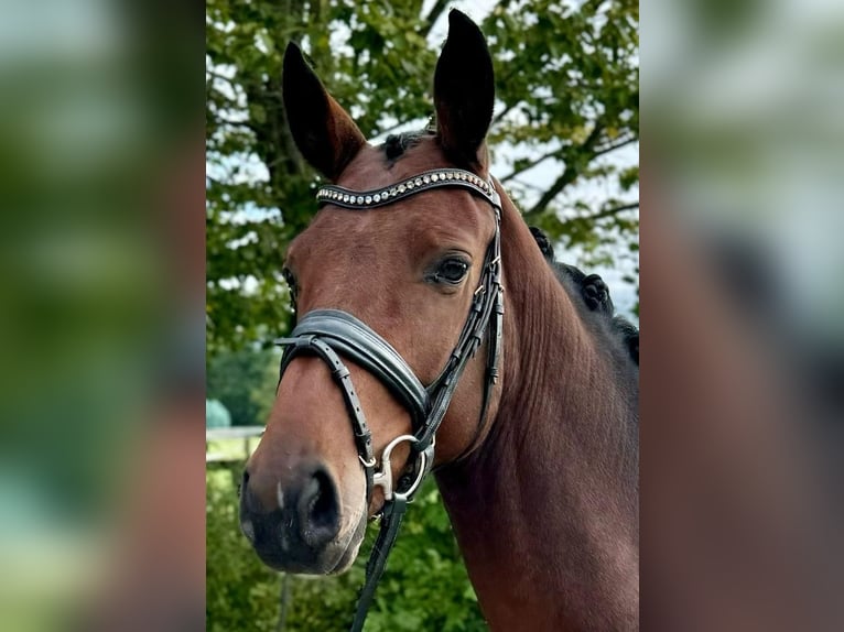 Koń westfalski Wałach 3 lat 164 cm Gniada in Münster