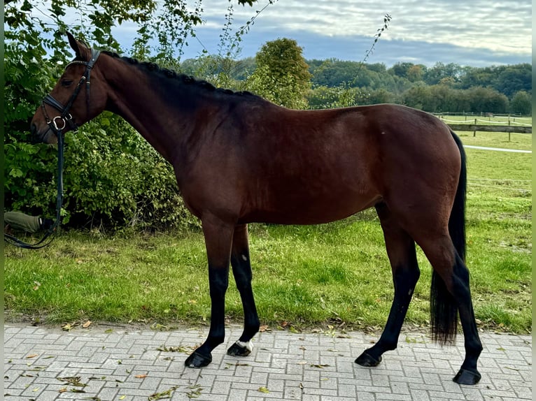 Koń westfalski Wałach 3 lat 164 cm Gniada in Münster