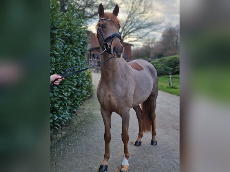 Koń westfalski Wałach 3 lat 164 cm Kasztanowata in Coesfeld