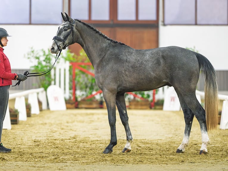 Koń westfalski Wałach 3 lat 164 cm Siwa in M&#xFC;nster-Handorf