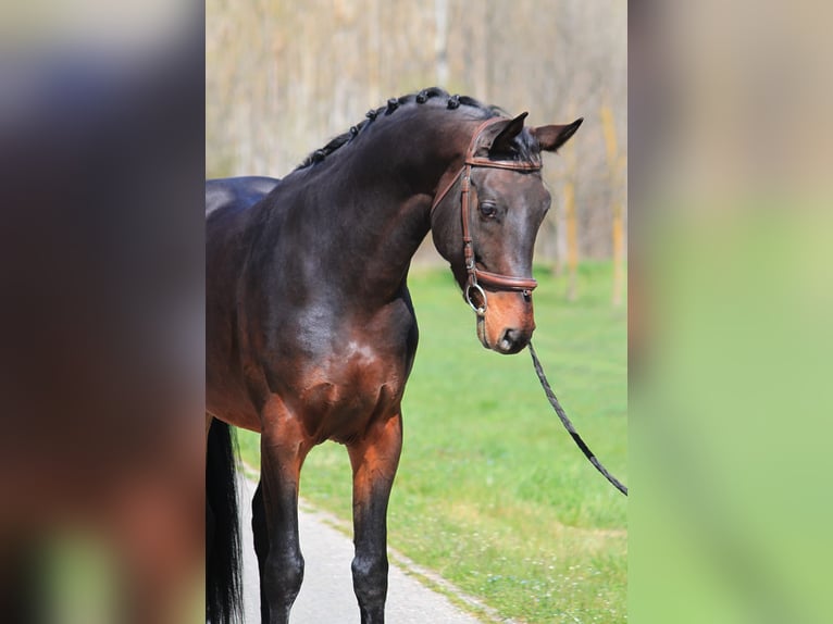 Koń westfalski Wałach 3 lat 165 cm Ciemnogniada in Snina