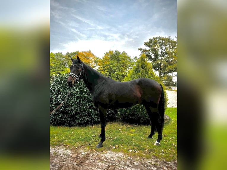 Koń westfalski Wałach 3 lat 165 cm Ciemnogniada in Celle