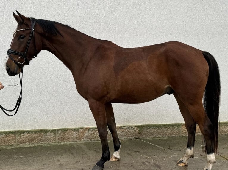 Koń westfalski Wałach 3 lat 165 cm Gniada in LienenLienen