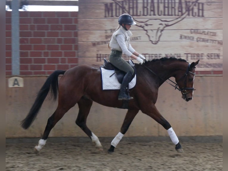 Koń westfalski Wałach 3 lat 165 cm Gniada in Dorsten