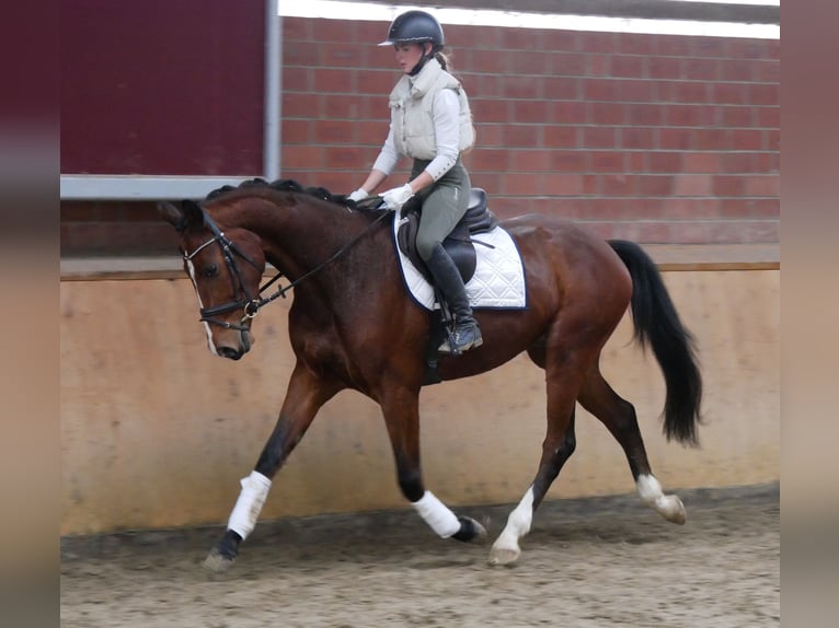 Koń westfalski Wałach 3 lat 165 cm Gniada in Dorsten