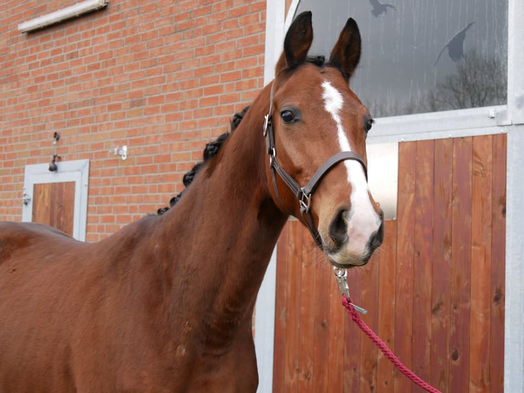 Koń westfalski Wałach 3 lat 165 cm Gniada in Dorsten