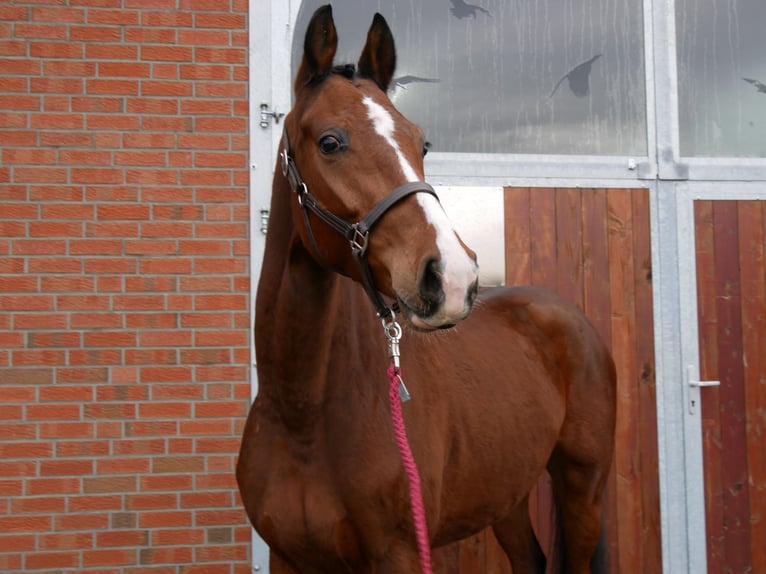 Koń westfalski Wałach 3 lat 165 cm Gniada in Dorsten