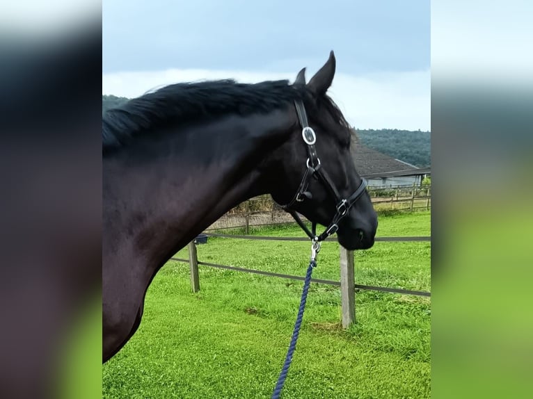 Koń westfalski Wałach 3 lat 165 cm Kara in Sundern