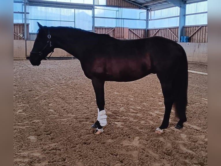 Koń westfalski Wałach 3 lat 165 cm Kara in Sundern