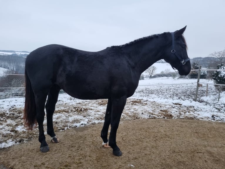 Koń westfalski Wałach 3 lat 165 cm Kara in Sundern