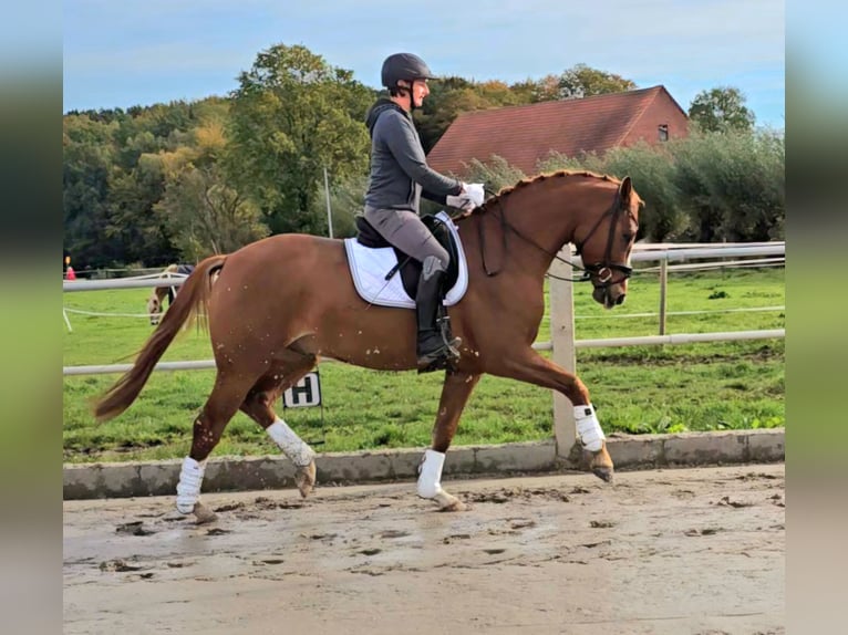 Koń westfalski Wałach 3 lat 165 cm Kasztanowata in Bünde