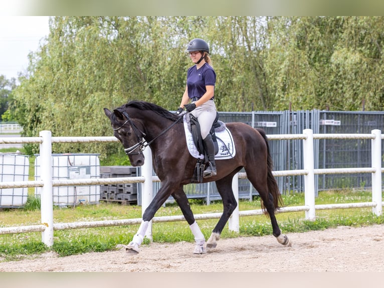 Koń westfalski Wałach 3 lat 165 cm Stalowosiwy in Ebreichsdorf