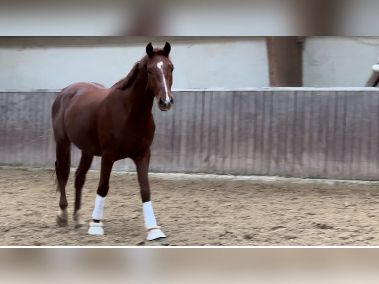 Koń westfalski Wałach 3 lat 166 cm Ciemnokasztanowata in Mainz