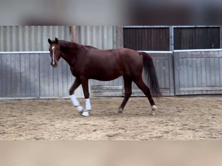 Koń westfalski Wałach 3 lat 166 cm Ciemnokasztanowata in Mainz