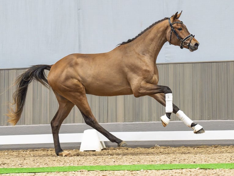 Koń westfalski Wałach 3 lat 166 cm Gniada in M&#xFC;nster-Handorf