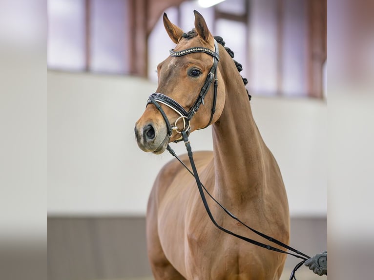 Koń westfalski Wałach 3 lat 166 cm Gniada in M&#xFC;nster-Handorf