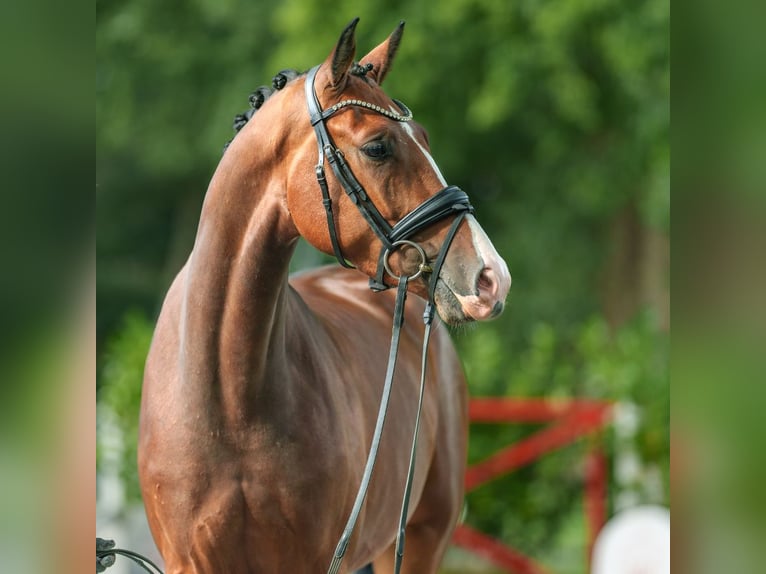 Koń westfalski Wałach 3 lat 166 cm Gniada in Münster