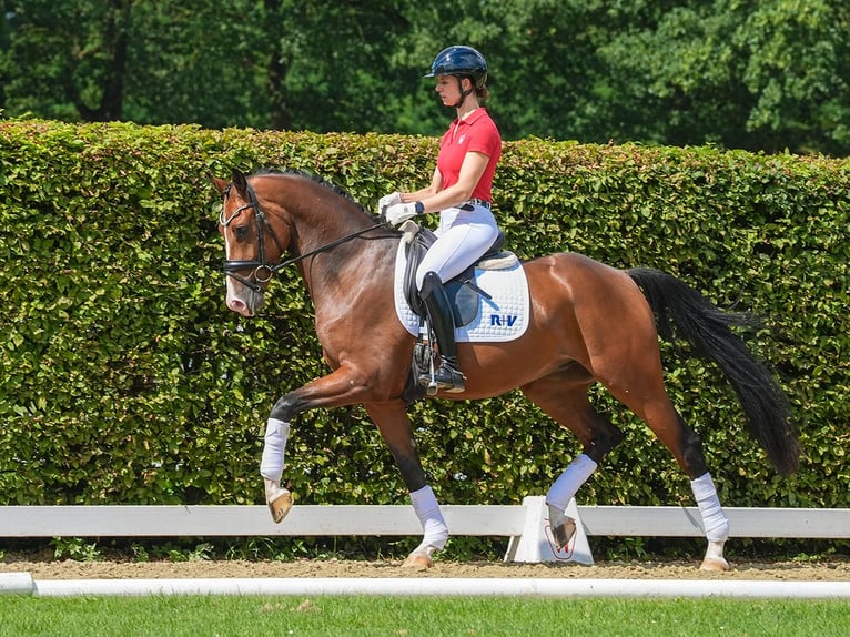 Koń westfalski Wałach 3 lat 166 cm Gniada in Münster