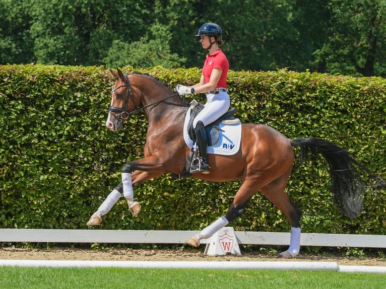 Koń westfalski Wałach 3 lat 166 cm Gniada in Münster