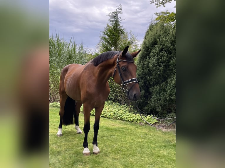 Koń westfalski Wałach 3 lat 167 cm Gniada in Ibbenbüren