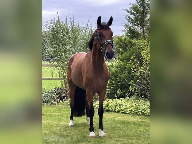 Koń westfalski Wałach 3 lat 167 cm Gniada in Ibbenbüren