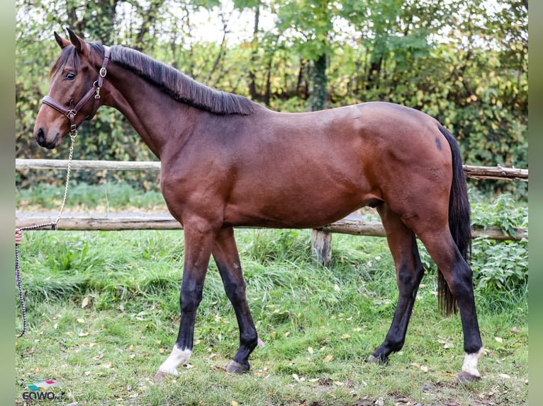 Koń westfalski Wałach 3 lat 167 cm Gniada in F&#xFC;rstenau