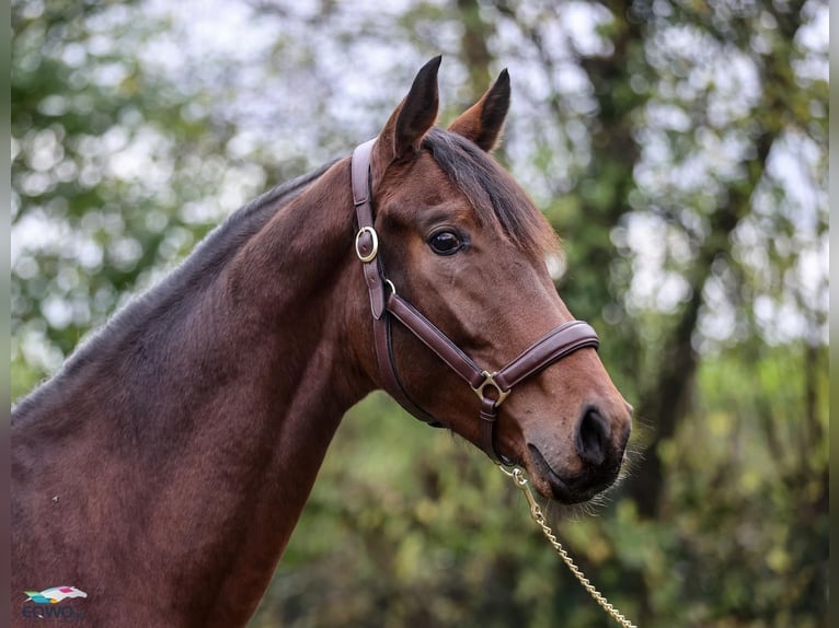 Koń westfalski Wałach 3 lat 167 cm Gniada in F&#xFC;rstenau