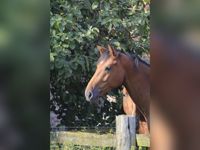 Koń westfalski Wałach 3 lat 167 cm Gniada in Rosendahl