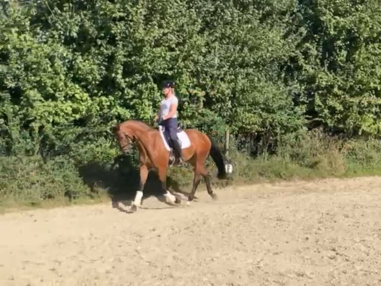 Koń westfalski Wałach 3 lat 167 cm Gniada in Rosendahl