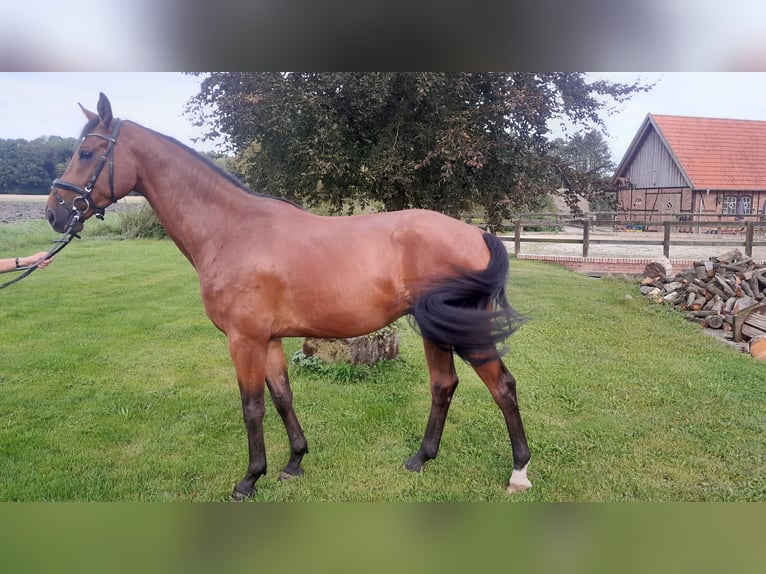 Koń westfalski Wałach 3 lat 167 cm Gniada in Rosendahl