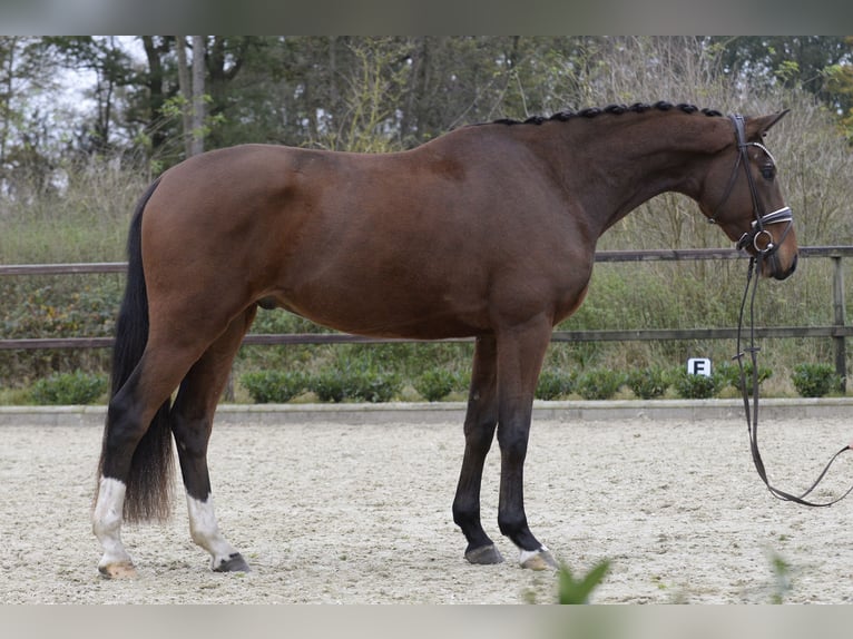 Koń westfalski Wałach 3 lat 167 cm Gniada in Sassenberg