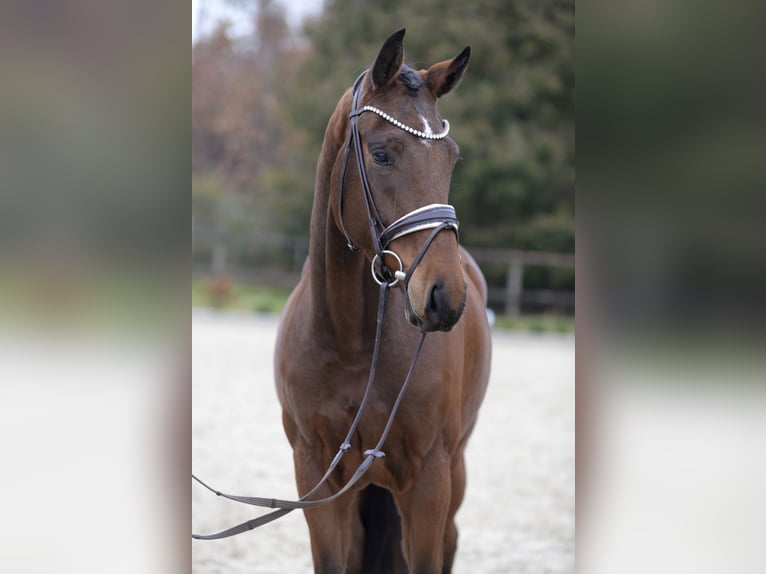 Koń westfalski Wałach 3 lat 167 cm Gniada in Sassenberg