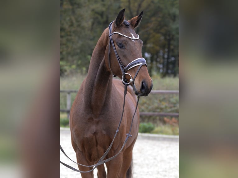 Koń westfalski Wałach 3 lat 167 cm Gniada in Sassenberg