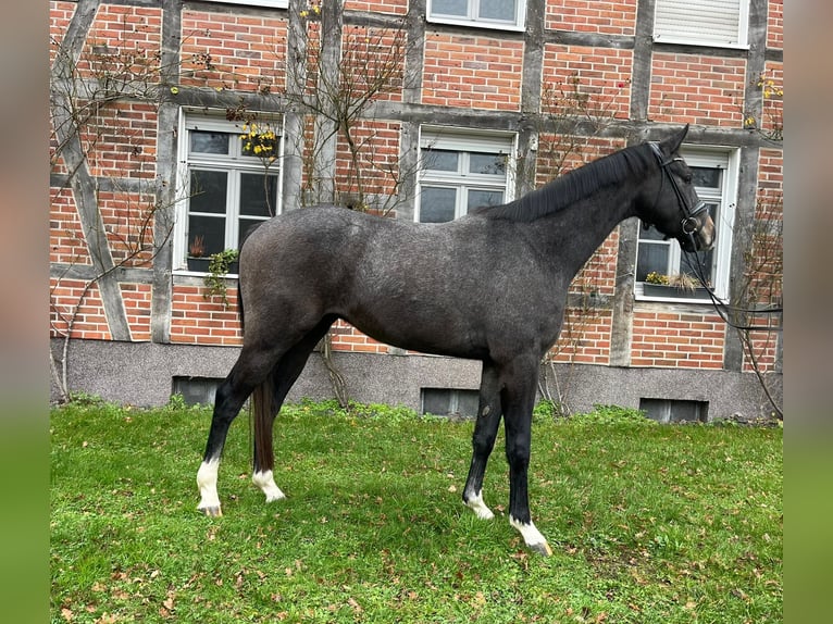 Koń westfalski Wałach 3 lat 168 cm Siwa in Dorsten