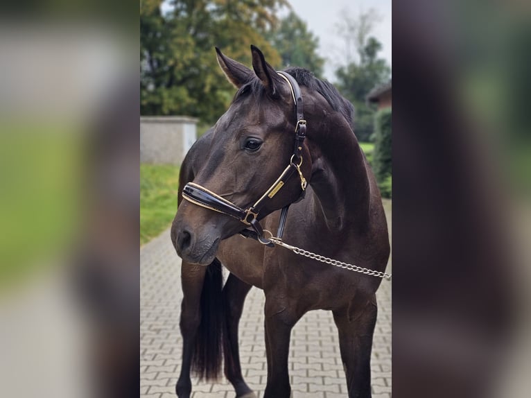 Koń westfalski Wałach 3 lat 169 cm Gniada in Lippetal