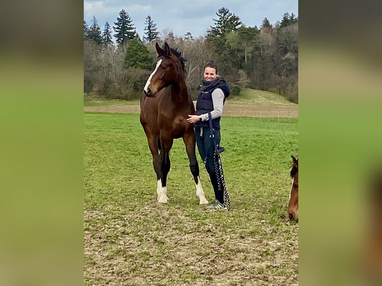 Koń westfalski Wałach 3 lat 170 cm Gniada in Hemishofen