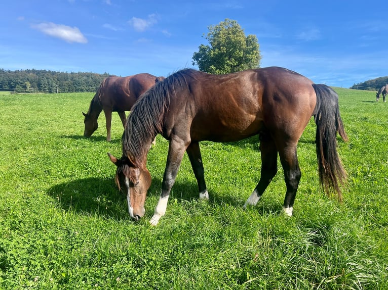 Koń westfalski Wałach 3 lat 170 cm Gniada in Hemishofen