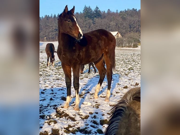 Koń westfalski Wałach 3 lat 170 cm Gniada in Hemishofen