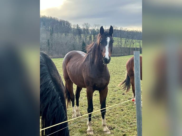 Koń westfalski Wałach 3 lat 170 cm Gniada in Hemishofen