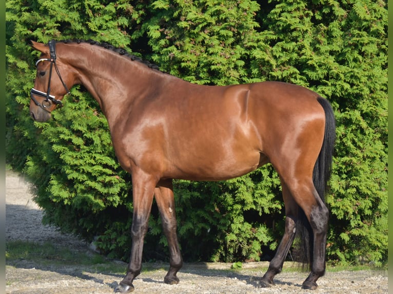 Koń westfalski Wałach 3 lat 170 cm Gniada in Fürstenau