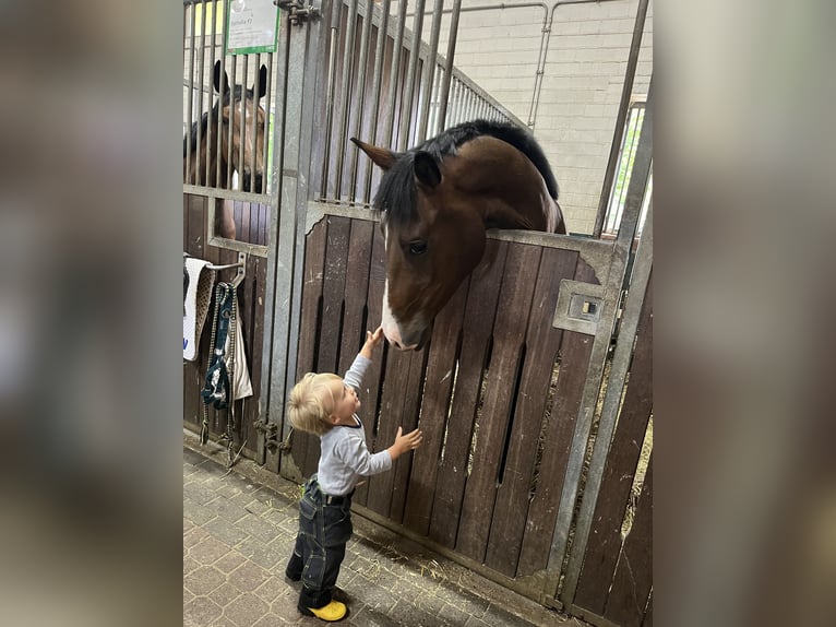 Koń westfalski Wałach 3 lat 170 cm Gniada in Greven